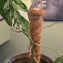 Monstera deliciosa(with a pot) Image 6