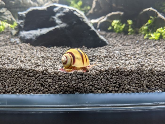 Asolene spixi aquarium snails