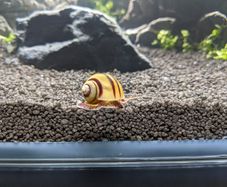 Asolene spixi aquarium snails