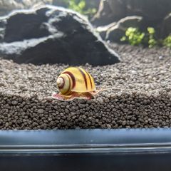 Asolene spixi aquarium snails