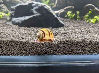 Asolene spixi aquarium snails