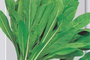 (C) Leaf Chicory Spadona seeds 5g (605019