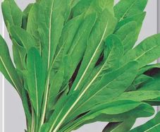 (C) Leaf Chicory Spadona seeds 5g (605019