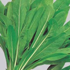 (C) Leaf Chicory Spadona seeds 5g (605019
