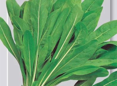 (C) Leaf Chicory Spadona seeds 5g (605019