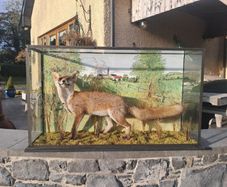 Taxidermy fox in glass case