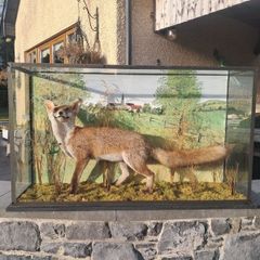 Taxidermy fox in glass case