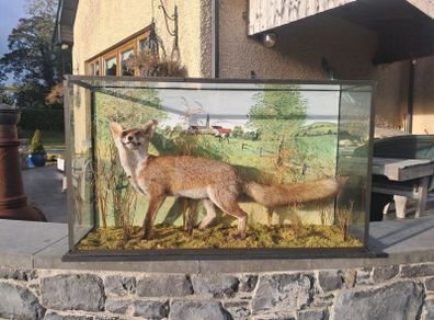 Taxidermy fox in glass case
