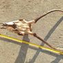 Red pricket antlers Image 2