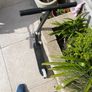 Urban Stunt Scooter Image 2
