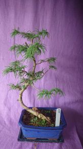 Rare to find Bonsai