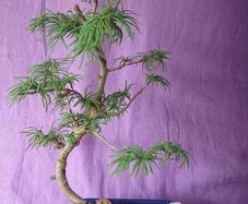 Rare to find Bonsai