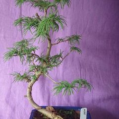Rare to find Bonsai