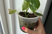 monstera siltepecana