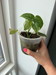 monstera siltepecana