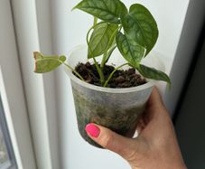 monstera siltepecana