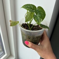 monstera siltepecana