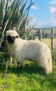 Ram lamb