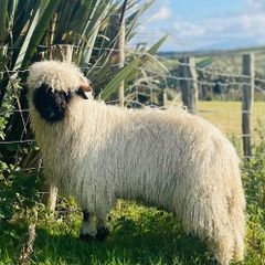 Ram lamb