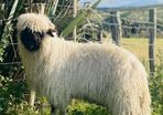 Ram lamb