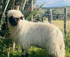 Ram lamb