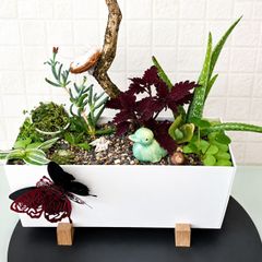 indoor plant