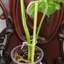 No.73 Monstera Albo Image 8