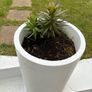 Large Plant pot Image 3