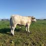 PBR Charolais bulls Image 8