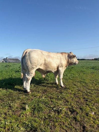 PBR Charolais bulls
