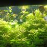 trigon 350l juwel fish tank Image 10