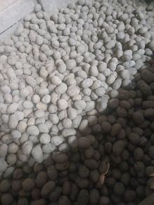Seed potatoes