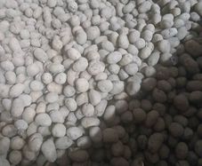 Seed potatoes