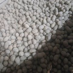 Seed potatoes