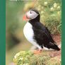 2002-3 Ireland Birds of Ireland Stamp Presentation Pack. Includes all definitive stamps of the Euro Definitive set including 36c wren (only available in booklet) Image 2