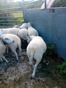 Organic hoggets