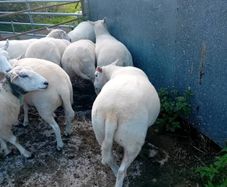 Organic hoggets