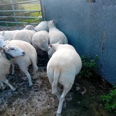 Organic hoggets