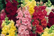 (S) Snapdragon Madam Butterfly (15s) seeds (141609)