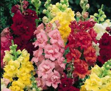 (S) Snapdragon Madam Butterfly (15s) seeds (141609)