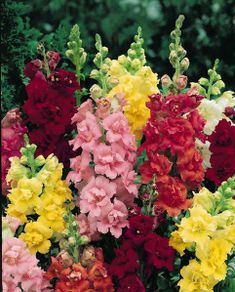 (S) Snapdragon Madam Butterfly (15s) seeds (141609)