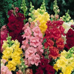 (S) Snapdragon Madam Butterfly (15s) seeds (141609)