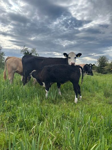 Hereford first calver and heifer calve