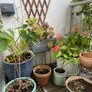 Garden Plants & Pots Image 2