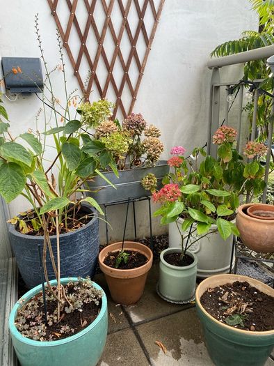 Garden Plants & Pots