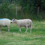 Texel and Charloais Rams Image 8