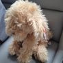 Gund Puppy Soft Toy New Teddy Bear Plush Toys Teddies Soft Toys Comforter Image 2