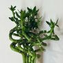 90cm Tall Spiral Lucky Bamboo (each) Image 3