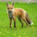 Fiona.Fawn