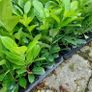 Laurel Hedging Image 7